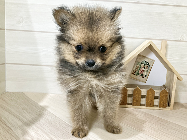 鳥取県のポメマル/マルポメ(ポメラニアン×マルチーズ) (ペッツファースト日吉津店/2025年11月26日生まれ/男の子/オレンジ)の子犬