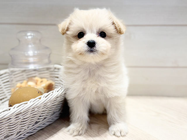 群馬県のポメプー(ポメラニアン×プードル) (ペッツファースト高崎店/2025年11月26日生まれ/女の子/クリーム)の子犬の1枚目の画像