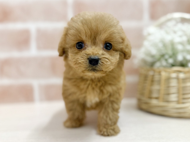 大阪府のペキプー(ペキニーズ×プードル) (ペッツファースト茨木店/2025年11月25日生まれ/男の子/アプリコット)の子犬の1枚目の画像