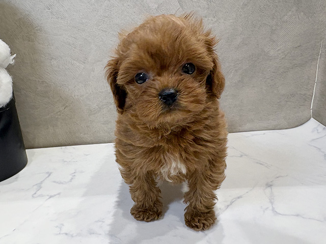 愛知県のペキプー(ペキニーズ×プードル) (ペッツファースト名古屋栄店/2025年11月25日生まれ/男の子/レッド)の子犬