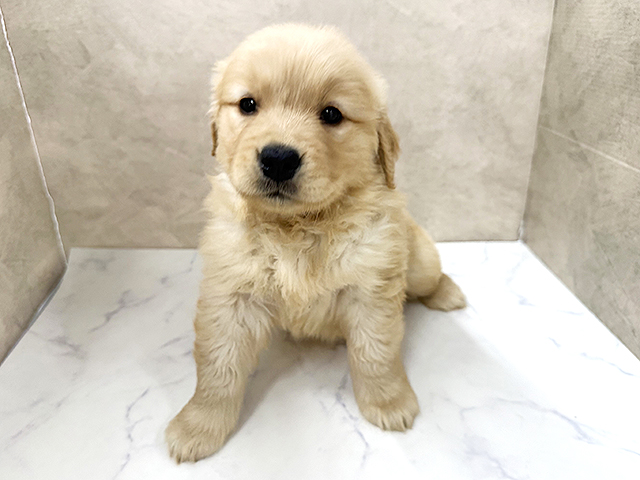 ゴールデンレトリーバー