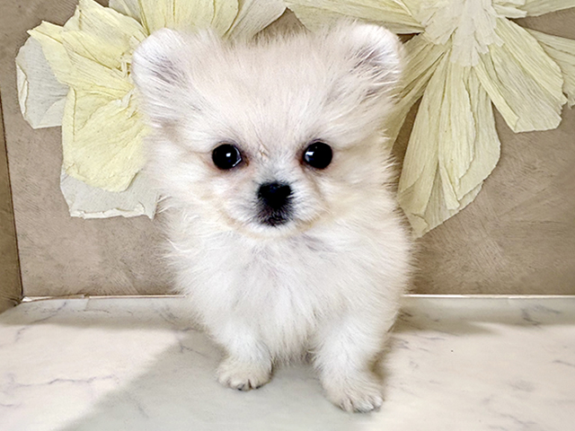 兵庫県のペキポメ/ポメペキ(ペキニーズ×ポメラニアン) (ペッツファースト神戸三宮センター街店/2025年11月26日生まれ/女の子/クリームホワイト)の子犬の1枚目の画像