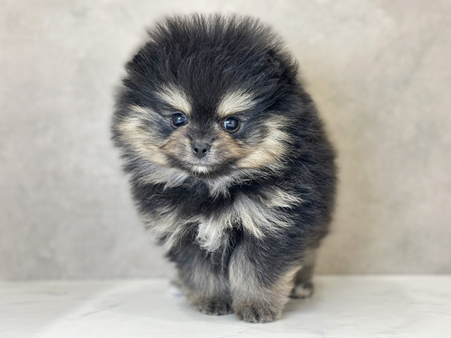 京都府のポメラニアン (ペッツファースト京都四条河原町店/2025年11月26日生まれ/男の子/ブラックタン)の子犬の1枚目の画像