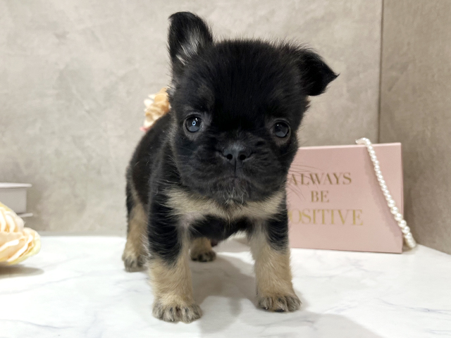 東京都のフレンチブルドッグ (ペッツファースト新宿店/2025年11月11日生まれ/女の子/ブラックタン)の子犬