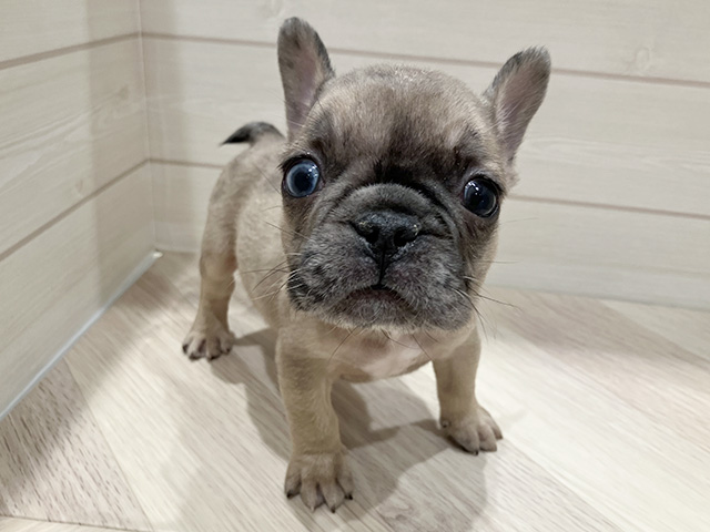 東京都のフレンチブルドッグ (ペッツファースト豊洲店/2025年11月24日生まれ/男の子/フォーンマール)の子犬の1枚目の画像