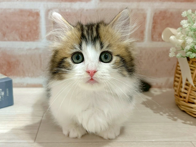 東京都のマンチカン (ペッツファースト自由が丘店/2025年11月20日生まれ/女の子/ブラウンタビーホワイト)の子猫の1枚目の画像