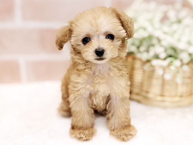 東京都のトイプードル(ティーカップ) (ペッツファースト広尾店/2025年11月25日生まれ/女の子/アプリコット)の子犬の1枚目の画像