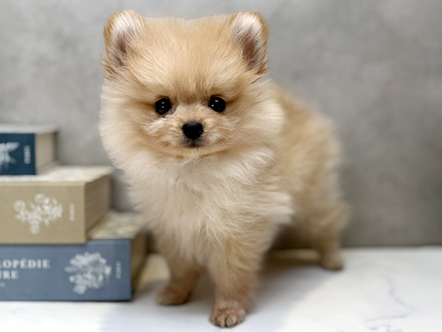 埼玉県のポメラニアン (ペッツファースト川口店/2025年11月23日生まれ/男の子/クリーム)の子犬の1枚目の画像
