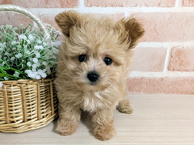 広島県のポメプー(ポメラニアン×プードル) (ペッツファースト広島本通店/2025年11月25日生まれ/男の子/アプリコット)の子犬