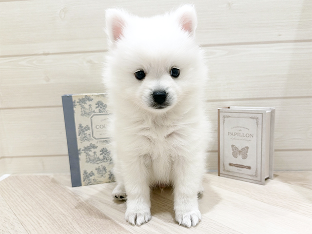 愛知県の日本スピッツ (ペッツファースト岡崎店/2025年11月25日生まれ/男の子/ホワイト)の子犬の1枚目の画像