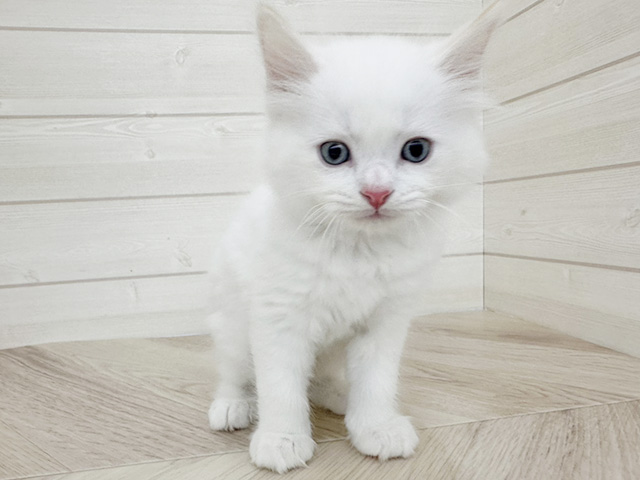 埼玉県のラグドール (ペッツファースト春日部店/2025年11月27日生まれ/男の子/レッドポイントバイカラー)の子猫の1枚目の画像