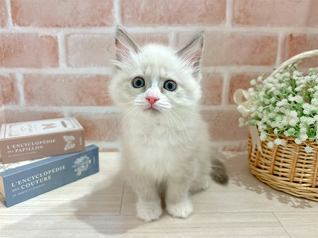 東京都のラグドール (ペッツファースト自由が丘店/2025年11月27日生まれ/女の子/ブルークリームポイントバイカラー)の子猫の1枚目の画像