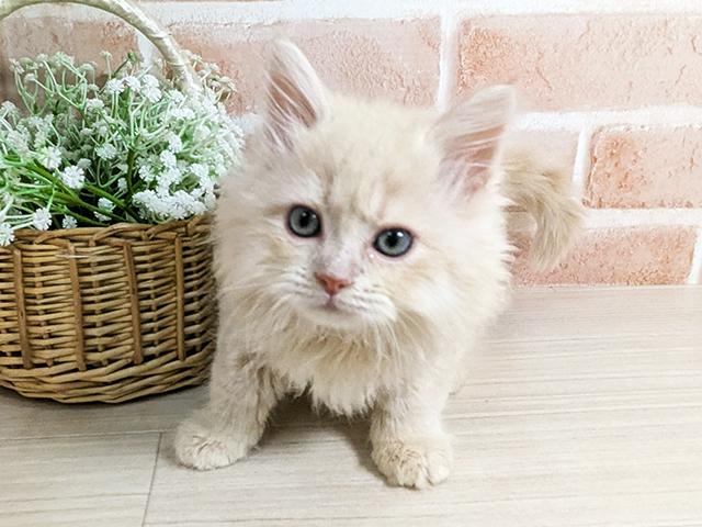 広島県のサイベリアン (ペッツファースト広島本通店/2025年11月27日生まれ/女の子/クリームタビー)の子猫