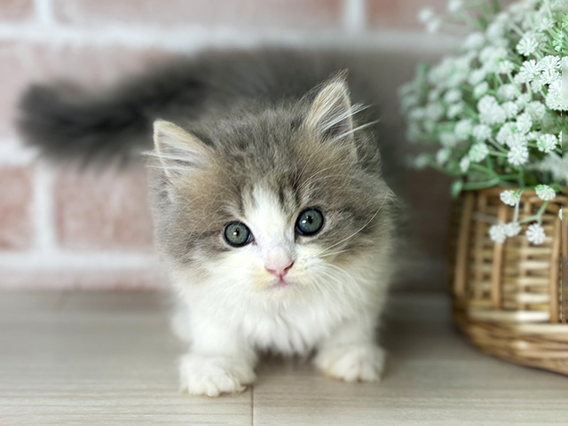 ラガマフィン, 性別 男の子, 誕生日 2025/11/22, 毛色 ブルータビーホワイト, 出身 埼玉県, 店舗 京都店(京都府), お問い合わせ番号 2509493