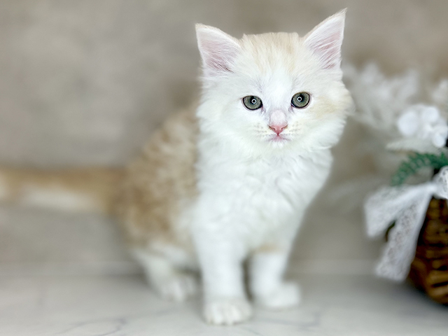 大阪府のサイベリアン (ペッツファースト茶屋町店/2025年11月27日生まれ/男の子/クリームカメオタビーホワイト)の子猫の1枚目の画像