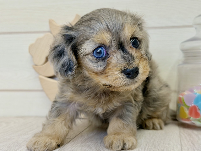 愛知県のマルックス(マルチーズ×ダックス) (ペッツファースト大高店/2025年11月27日生まれ/男の子/ブルーマール)の子犬の1枚目の画像