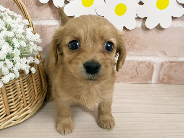 マルチーズミックス