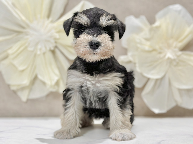 東京都のミニチュアシュナウザー (ペッツファースト原宿店/2025年11月27日生まれ/女の子/ブラックシルバー)の子犬の1枚目の画像