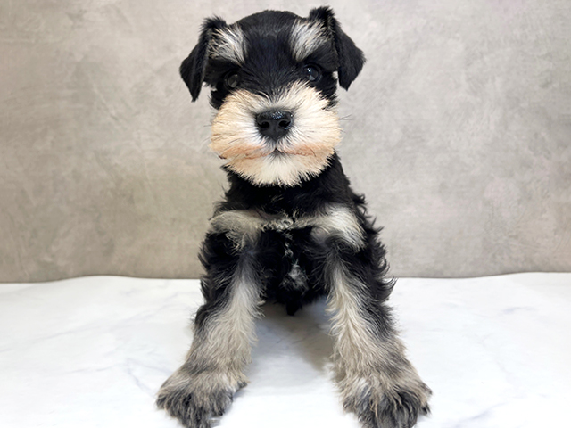 ミニチュアシュナウザー