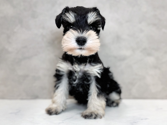 ミニチュアシュナウザー