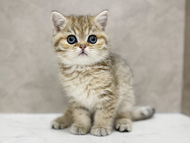 東京都のブリティッシュショートヘアー (ペッツファースト池袋店/2025年11月23日生まれ/男の子/ゴールデンタビー)の子猫の1枚目の画像