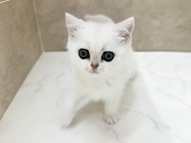 ブリティッシュ