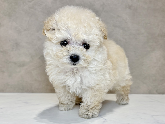 東京都のトイプードル(ティーカップ) (ペッツファースト神楽坂店/2025年11月24日生まれ/男の子/アプリコット)の子犬の1枚目の画像