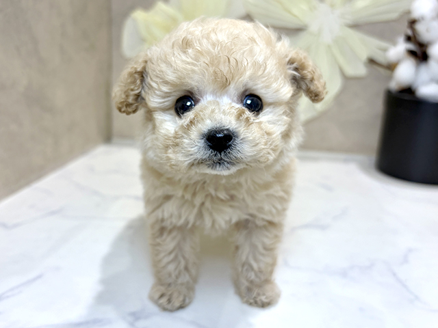 トイプードル