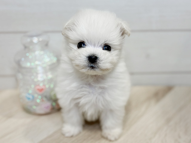 神奈川県のポメマル/マルポメ(ポメラニアン×マルチーズ) (ペッツファースト川崎店/2025年11月27日生まれ/男の子/ホワイト)の子犬の1枚目の画像