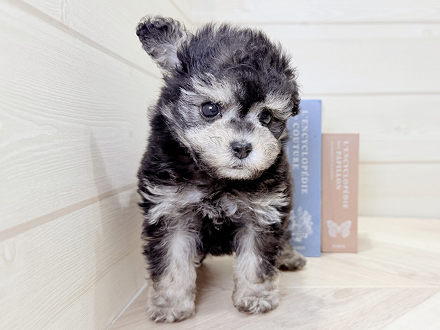 大阪府のトイプードル(タイニー) (ペッツファースト梅田店/2025年11月27日生まれ/男の子/ブラックシルバー)の子犬の1枚目の画像