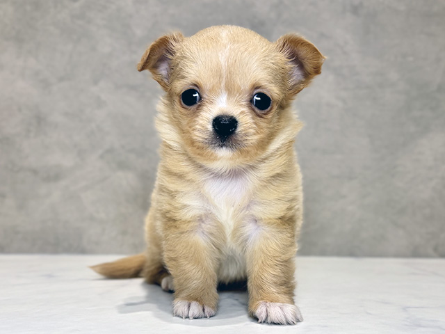 東京都のチワワ(ロング) (ペッツファースト神楽坂店/2025年11月27日生まれ/女の子/クリームホワイト)の子犬