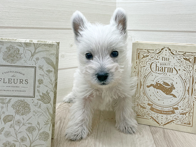 埼玉県のウエストハイランドホワイトテリア (ペッツファースト上尾店/2025年11月27日生まれ/男の子/ホワイト)の子犬の1枚目の画像