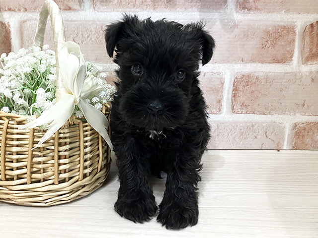 ミニチュアシュナウザー