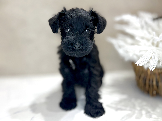 大阪府のミニチュアシュナウザー (ペッツファースト茶屋町店/2025年11月27日生まれ/女の子/ブラック)の子犬の1枚目の画像