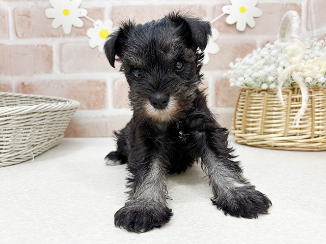 東京都のミニチュアシュナウザー (ペッツファーストお台場店/2025年11月27日生まれ/女の子/ソルトペッパー)の子犬