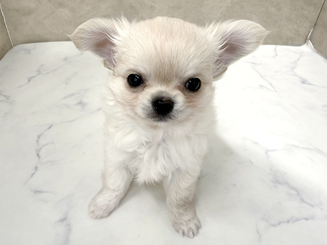 東京都のチワワ(ロング) (ペッツファースト八王子多摩美大前店/2025年11月27日生まれ/男の子/クリーム)の子犬