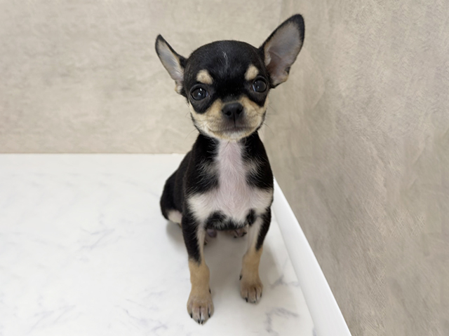 埼玉県のチワワ(スムース) (ペッツファースト岩槻店/2025年11月27日生まれ/男の子/ブラックタン)の子犬