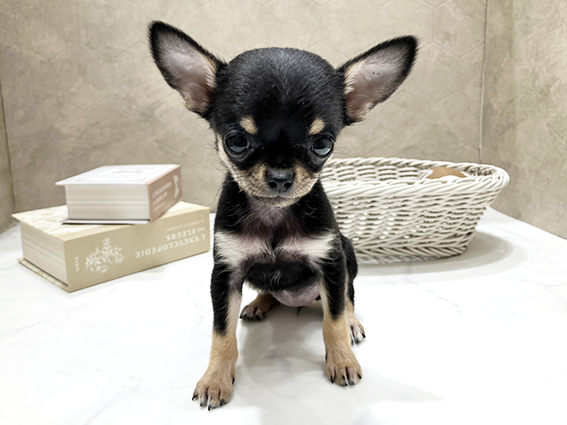 東京都のチワワ(スムース) (ペッツファースト晴海店/2025年11月27日生まれ/女の子/ブラックタン)の子犬
