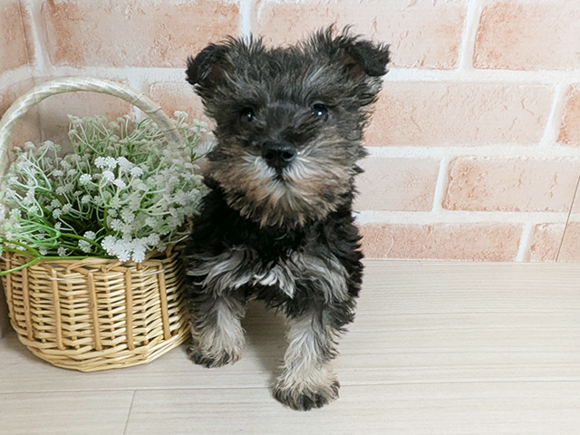 広島県のミニチュアシュナウザー (ペッツファースト広島本通店/2025年11月26日生まれ/女の子/ソルトペッパー)の子犬