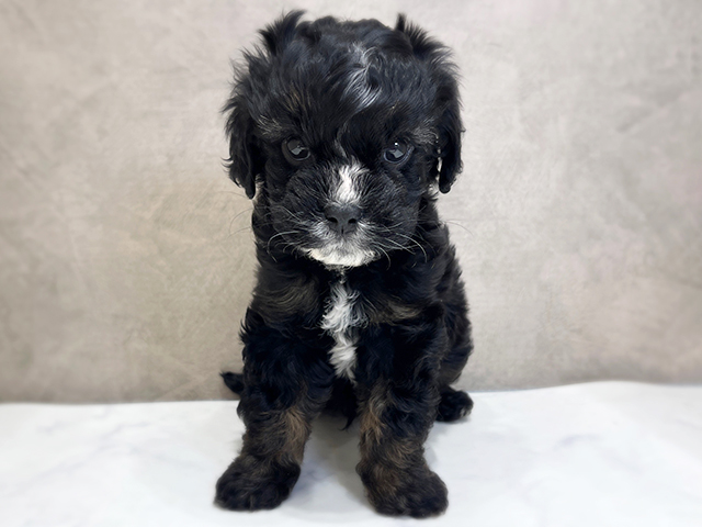 キャバリアキングチャールズスパニエルミックス