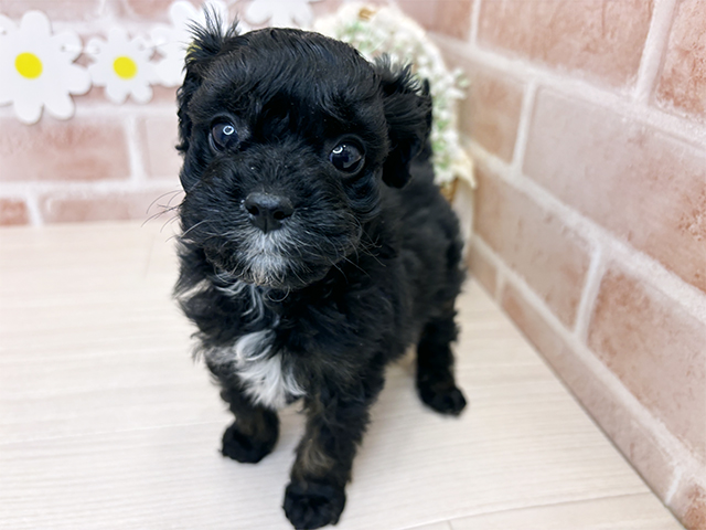 鹿児島県のキャバプー(キャバリア×プードル) (ペッツファースト鹿児島店/2025年11月27日生まれ/女の子/トライカラー)の子犬の1枚目の画像