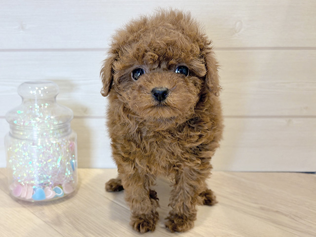 神奈川県のトイプードル(トイ) (ペッツファースト川崎店/2025年11月26日生まれ/女の子/レッド)の子犬の1枚目の画像