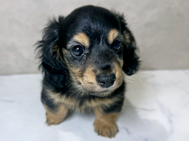 2025年11月27日生まれのミニチュアダックスフンド(ロング)