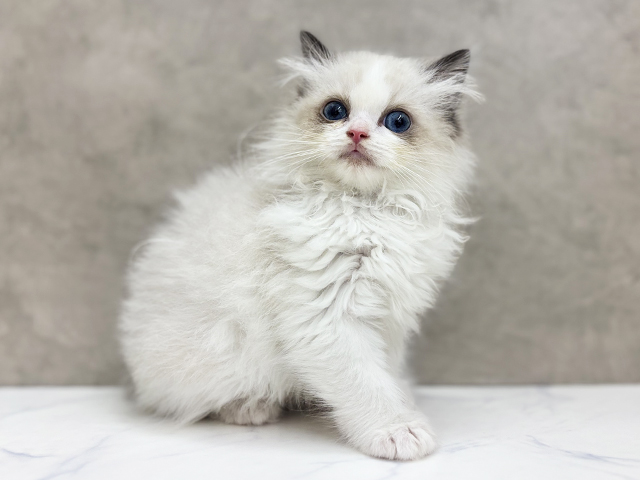 大阪府のラグドール (ペッツファースト東大阪店/2025年11月27日生まれ/女の子/シールポイントバイカラー)の子猫の1枚目の画像