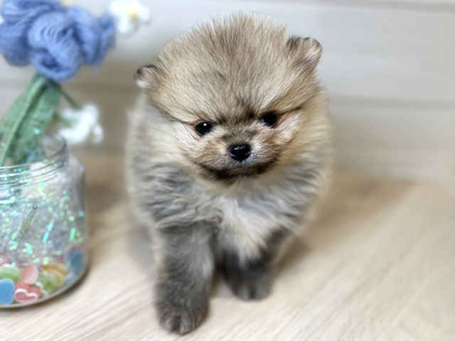 大阪府のポメラニアン (ペッツファーストららぽーと門真店/2025年11月27日生まれ/男の子/ウルフセーブル)の子犬の1枚目の画像