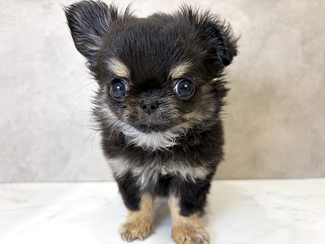 神奈川県のチワワ(ロング) (ペッツファースト秦野店/2025年11月19日生まれ/男の子/ブラックタン)の子犬の1枚目の画像