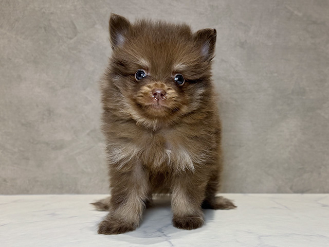 東京都のポメチワ/チワポメ/ポメチー(ポメラニアン×チワワ) (ペッツファースト神楽坂店/2025年11月27日生まれ/男の子/チョコレートクリーム)の子犬
