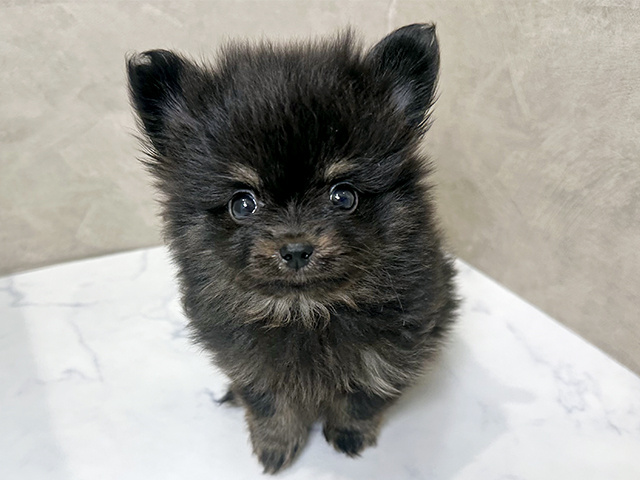 福岡県のポメチワ/チワポメ/ポメチー(ポメラニアン×チワワ) (ペッツファースト福津店/2025年11月27日生まれ/男の子/ブラックタン)の子犬の1枚目の画像