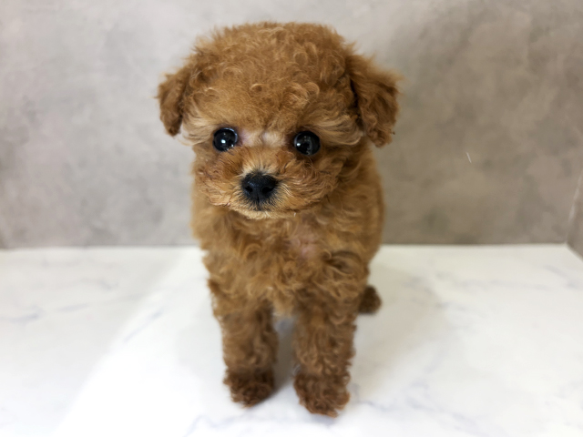 京都府のトイプードル(ティーカップ) (ペッツファースト京都四条河原町店/2025年11月27日生まれ/女の子/レッド)の子犬