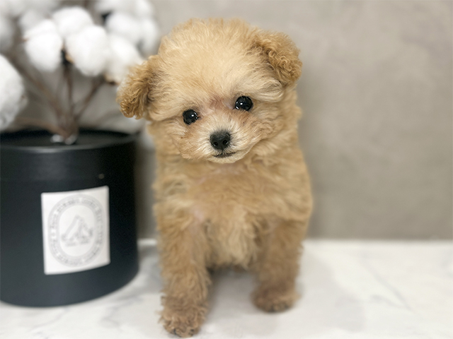 東京都のトイプードル(ティーカップ) (ペッツファースト青山店/2025年11月26日生まれ/男の子/アプリコット)の子犬